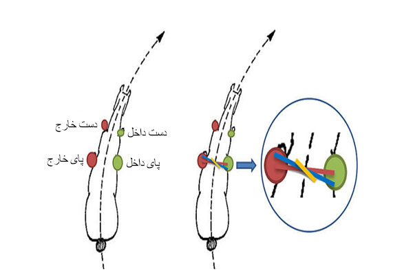 نمایش شماتیک داخل و خارج با کمک دو اسب